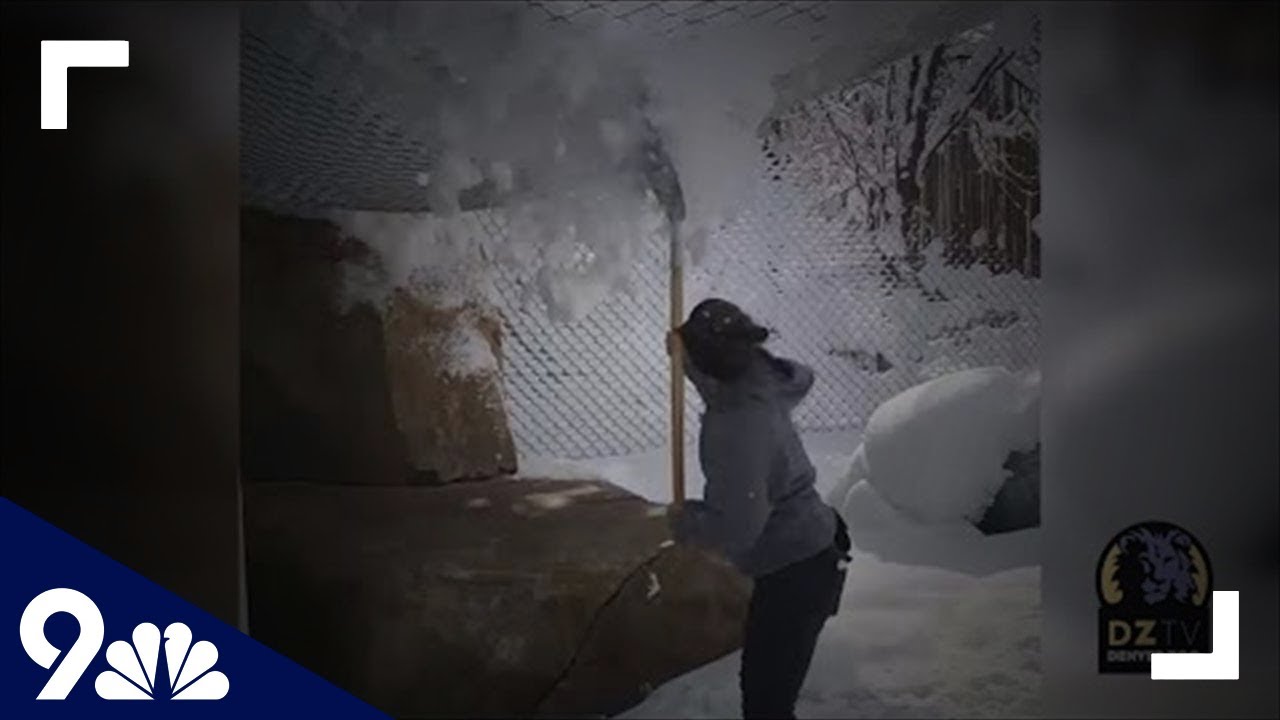 The Denver Zoo's lions played in the snow like dogs after a blizzard dropped 2 feet of snow