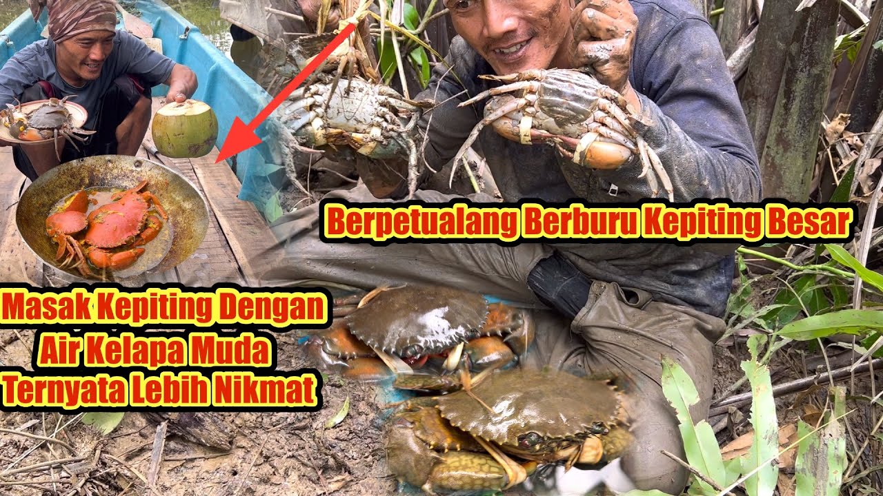 Berpetualang berburu kepiting dapat banyak langsung masak dengan air kelapa