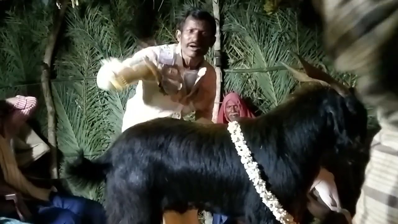 Avala Buddu golla chaduvu Chinna Harichandra puram village  mobile No 9676546933  avala Balaraju