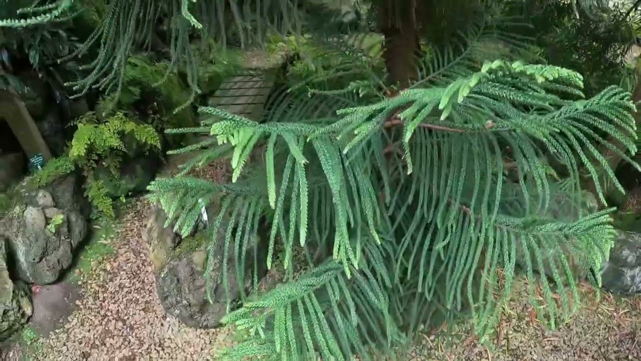 A rainy  stroll in the hidden Pinetum