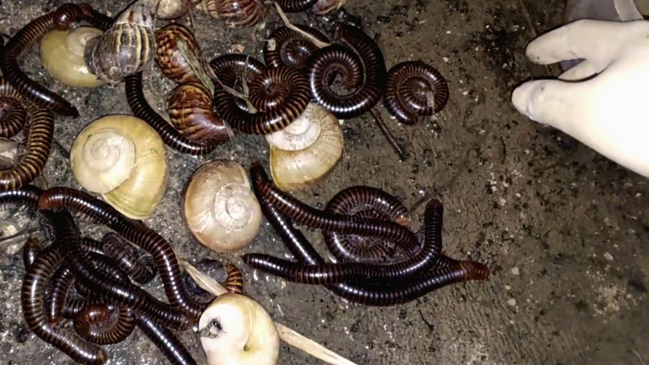 At night I hunt snails and millipedes#snails#millipedes #snails #insect#