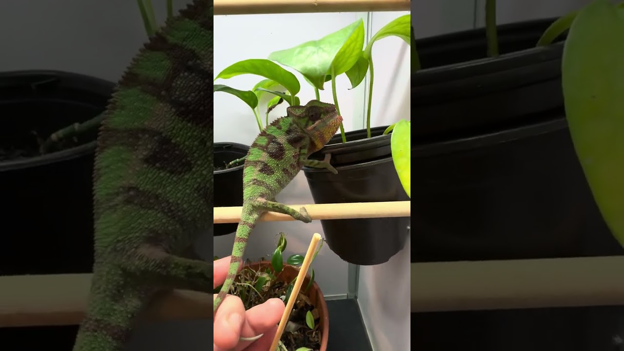 Chameleon Room Tour!!