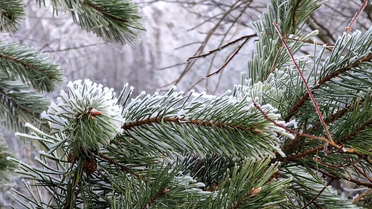 2026-01-23 - Givre autour de Saverne