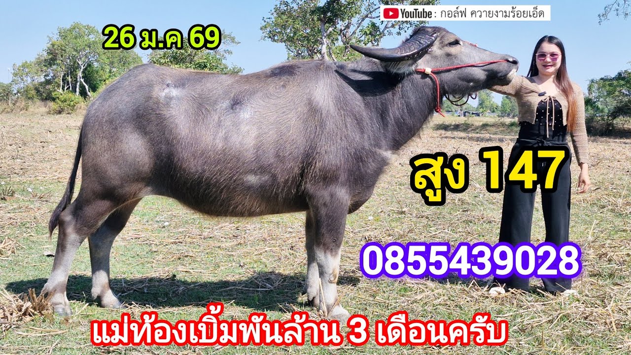 Ep ที่ 89 เปิดแบ่งลูกสาวเก้าเจริญท้องพ่อเบิ้มพันล้านได้ 3 เดือนสูง 147 คับราคาถูกๆคับ 0855439028 พิม