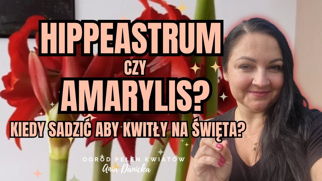 Hippeastrum czy amarylis? Czy się różnią? Kiedy posadzić hippeastrum aby kwitły na Boże Narodzenie?