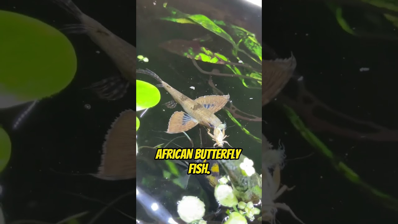 Top 5 Coolest Freshwater Aquarium Fish
