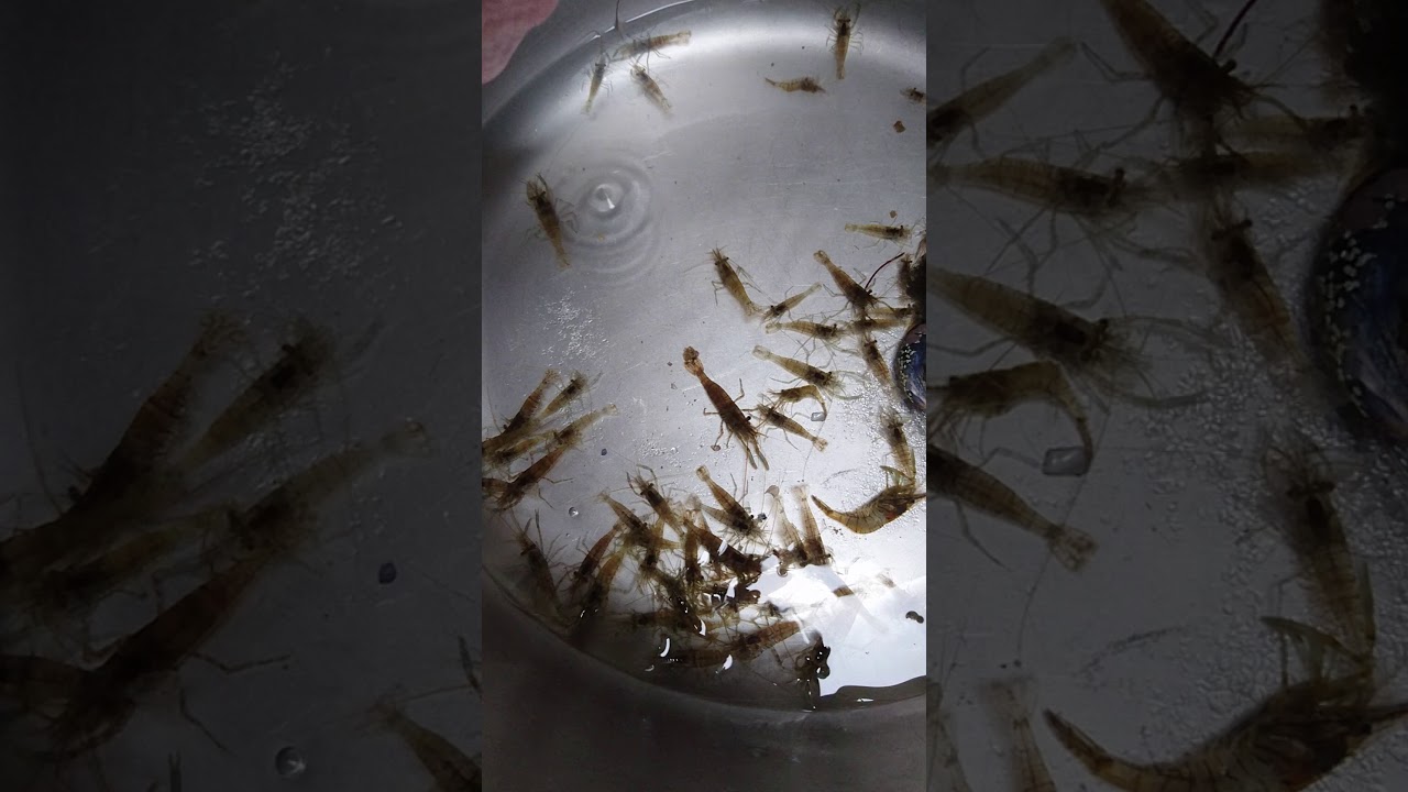 Pêche à la crevette 🦐