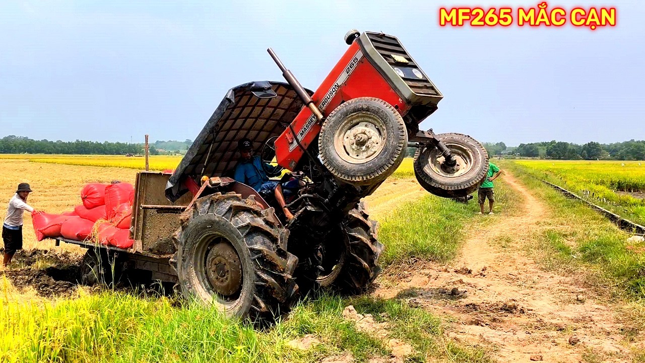 Mf265 cộ thớt lúa mắc cạn quay bánh lên bụi  không lên được phải giải cứu