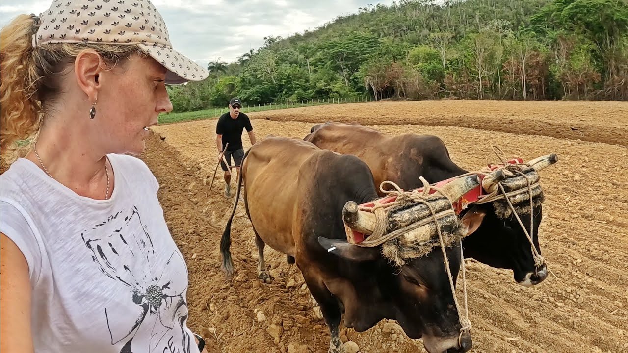 ASÍ ES LA DESCONOCIDA VIDA RURAL EN CUBA, ¡INEXPLICABLE! 🇨🇺
