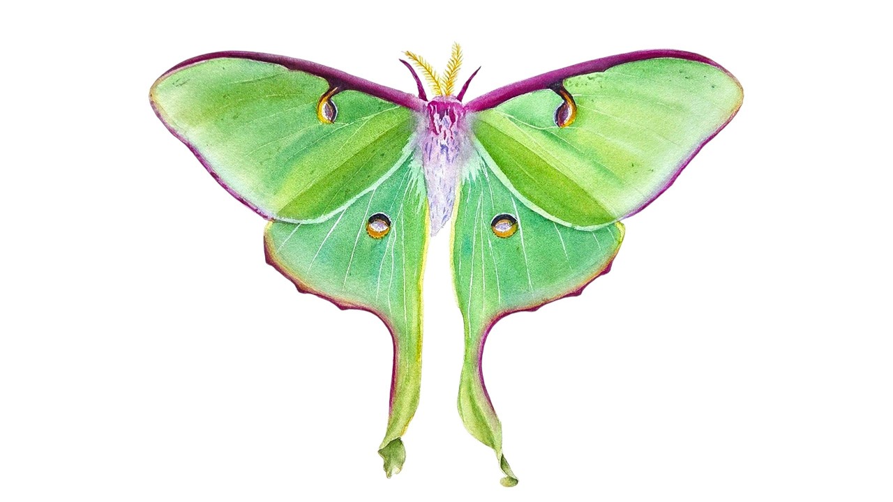 Painting a Luna Moth with Watercolor is REALLY That Easy!