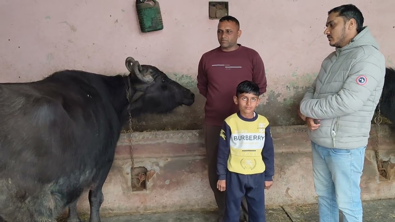 एक रिपीटर भैंस जो हुई चेक पास#viral #dairy #murrah #trending #highlights