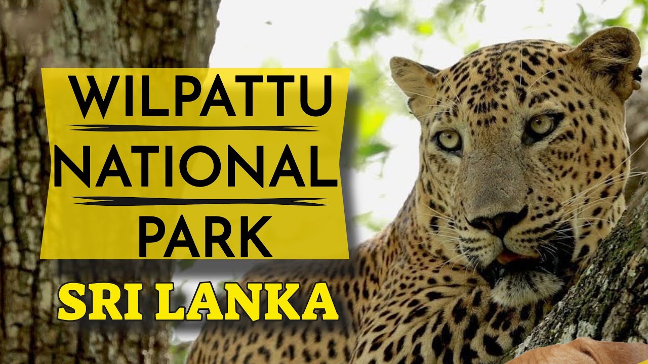 Wilpattu National Park | Sri Lanka Tourism Video