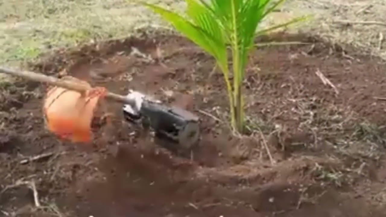 Coroando plantação de coco com enxada motorizada 