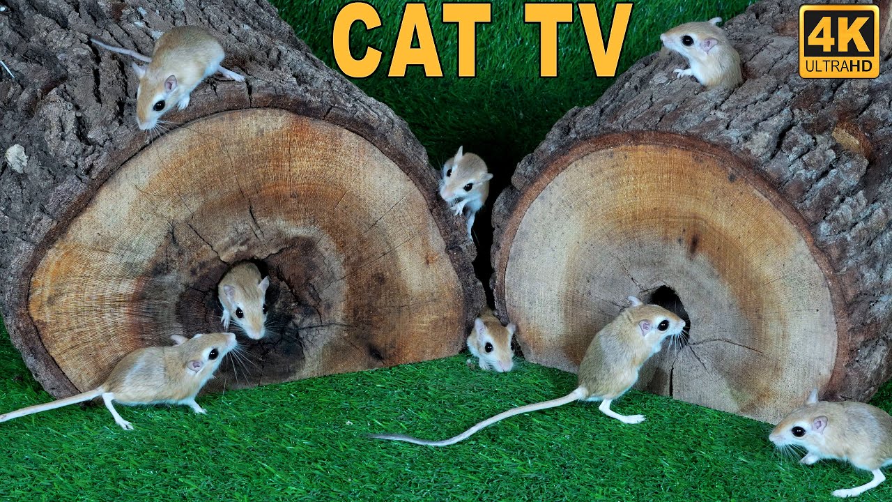Cat TV ~ Mice in The Jerry Mouse Wood Hole 🐭Videos for Cats | Catching Real Mice 4K 8 Hours