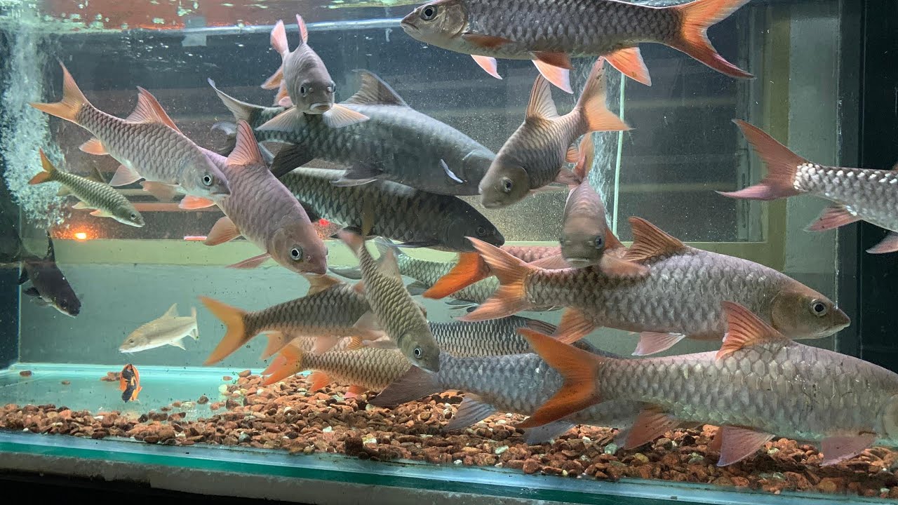 Ikan KELAH MERAH MALAYSIA