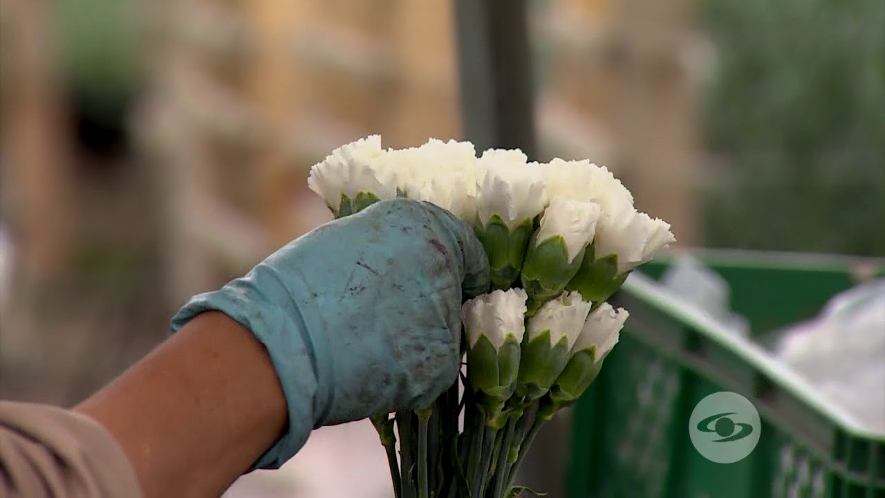 Aspectos a tener en cuenta en el corte y la clasificación de flores - La Finca de Hoy