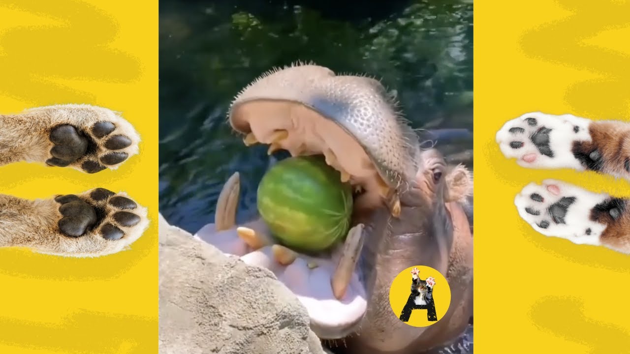 Fluffy and funny animals #funnyanimals #fluffyanimals