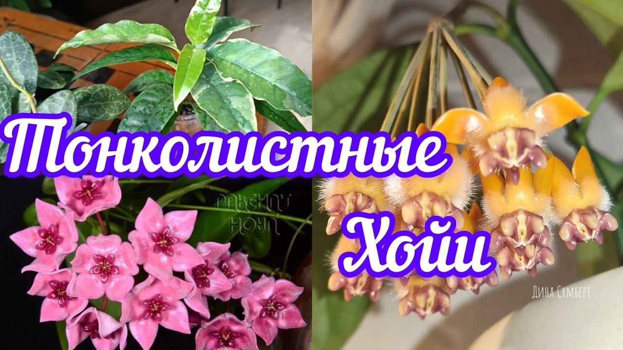 тонколистные хойи