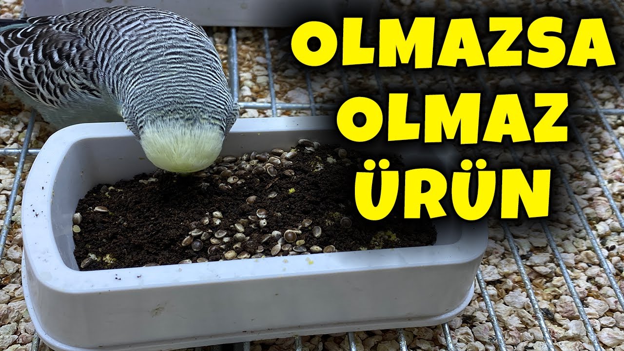 MUHABBET KUŞU ORGANİK TOPRAK ! BİLİNMEYEN NİMET