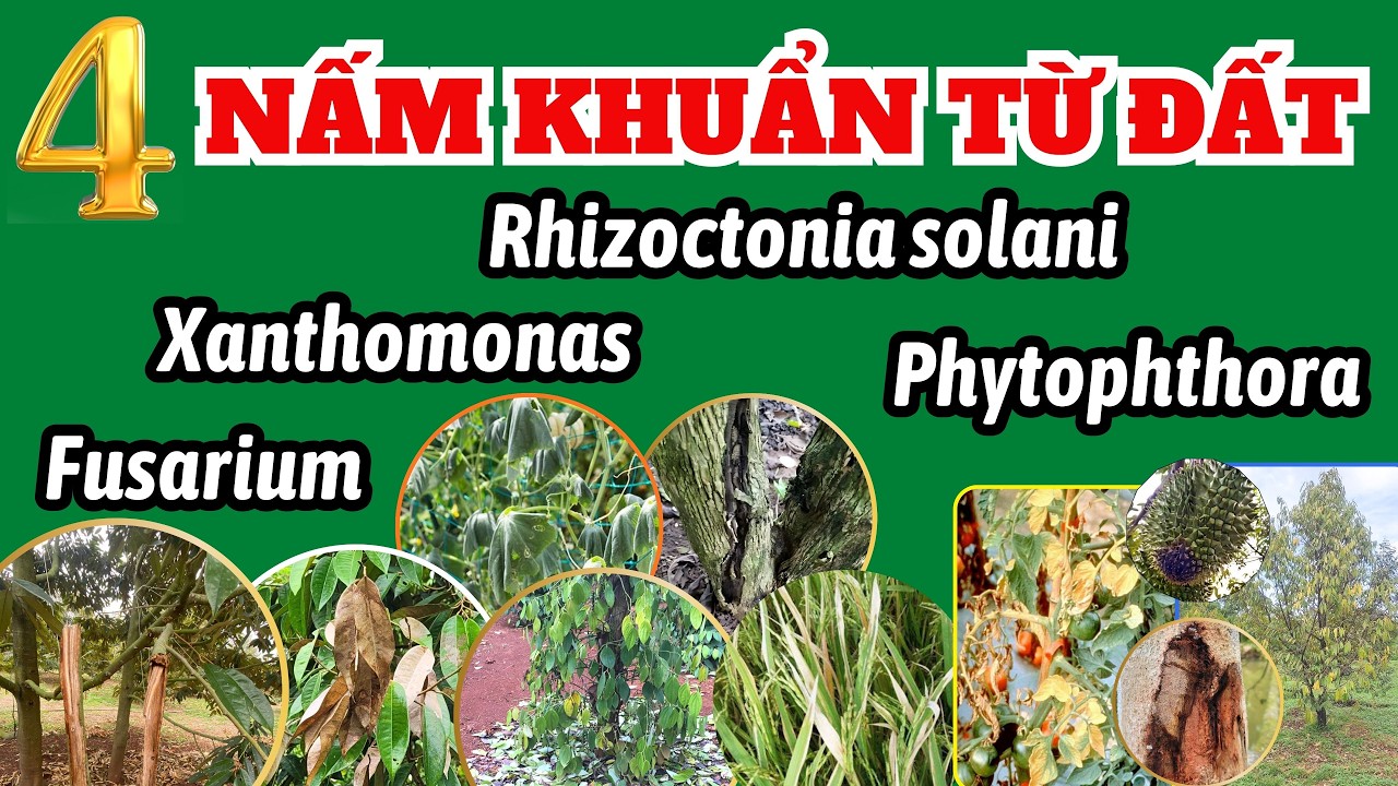 Tổng hợp thông tin 4 nấm khuẩn gây bệnh cho cây trồng từ nền đất