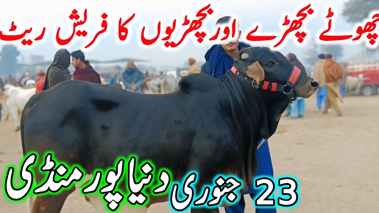 Duniya Pur Cow Mandi Video | Sahiwal Cholistani Bachre | Cow Mandi 2025 | Chand TV Punjab Farming🔥