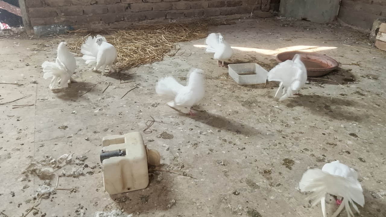 🕊️ Live Kabootar Feeding | Peaceful Pigeon Live | Real Nature Sound