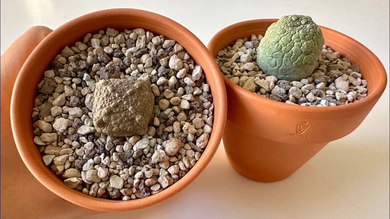 Псевдолитос/ Pseudolithos. Всё самое полезное и всё самое интересное. 30.10.25