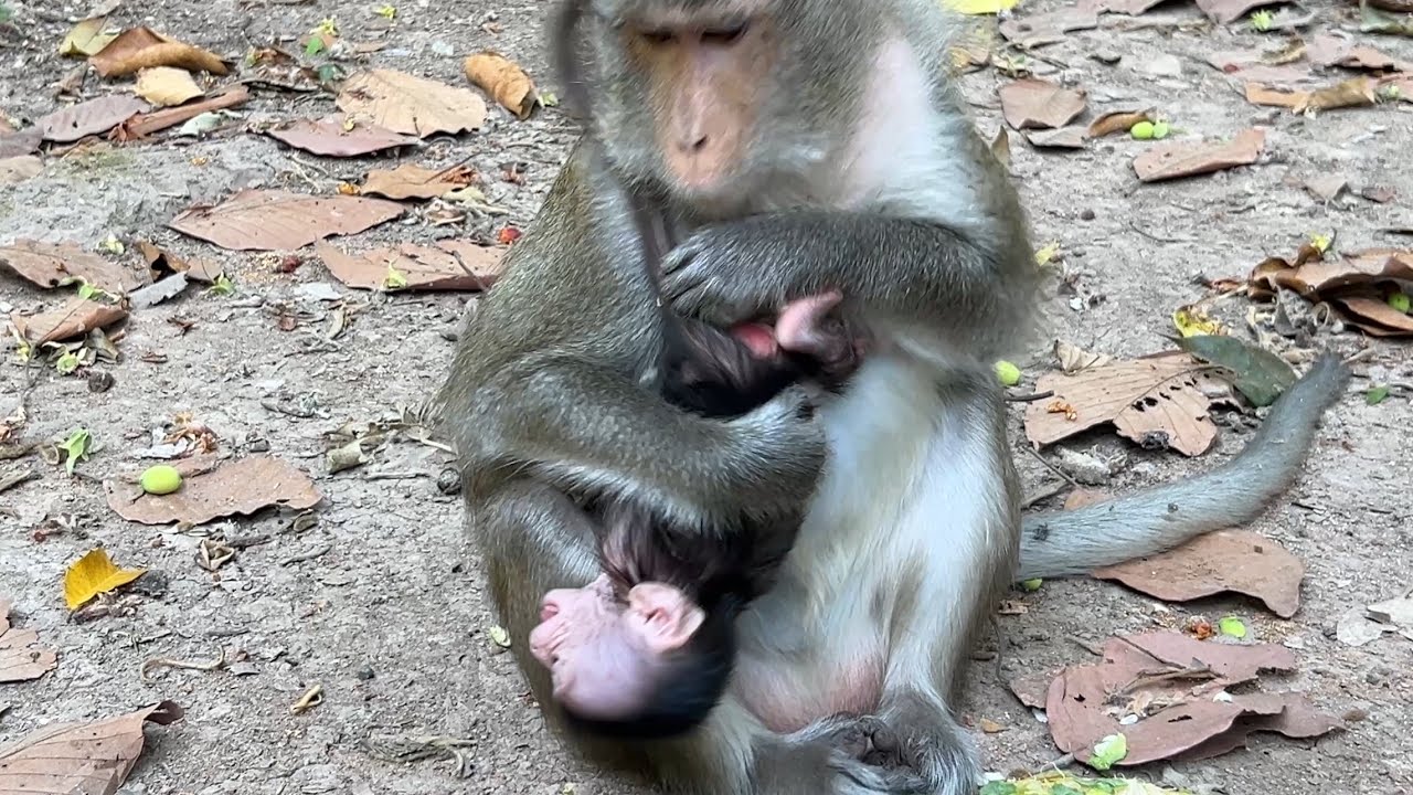 OhMyGoodness! This is unbelievable action of Mom Anna Holding Tiny BB Amina Upside 