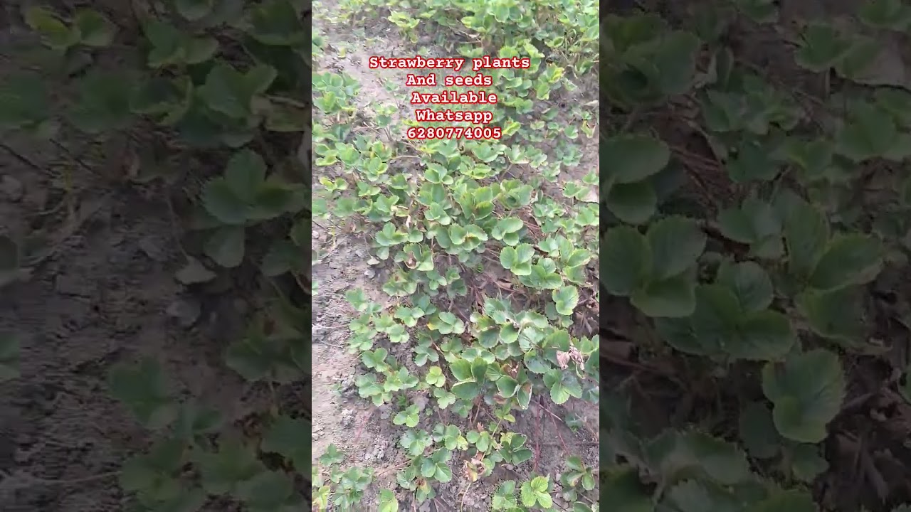 starwberry plants || strawberry seeds online || strawberry plant online