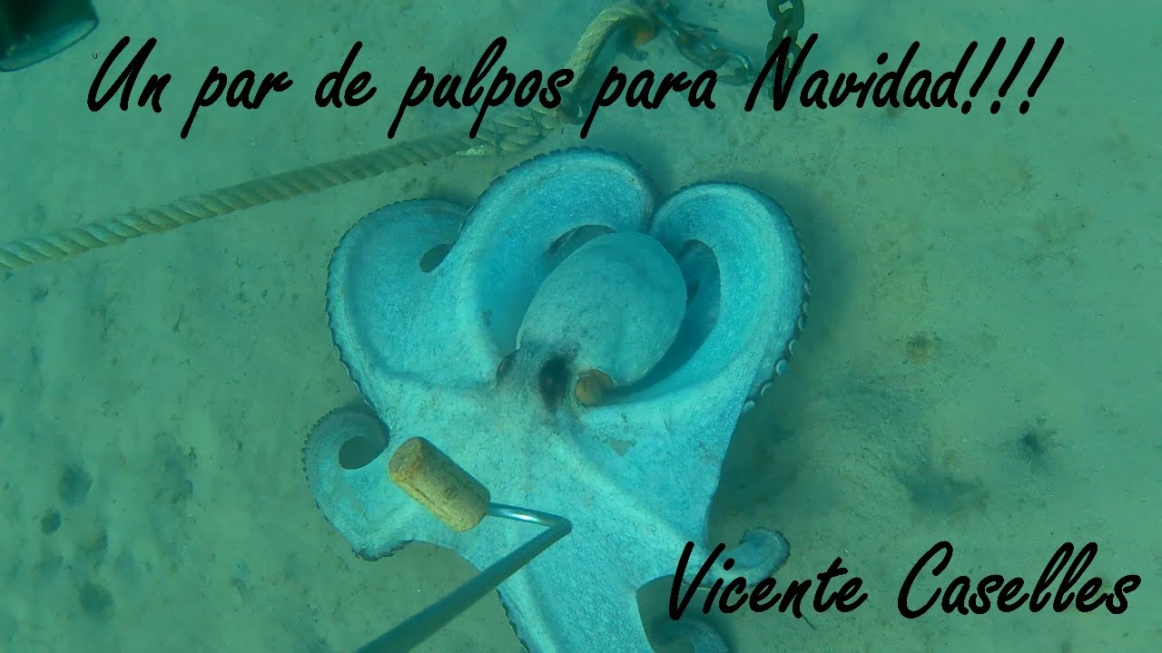 Pesca del pulpo, un par de pulpos para Navidad!!!