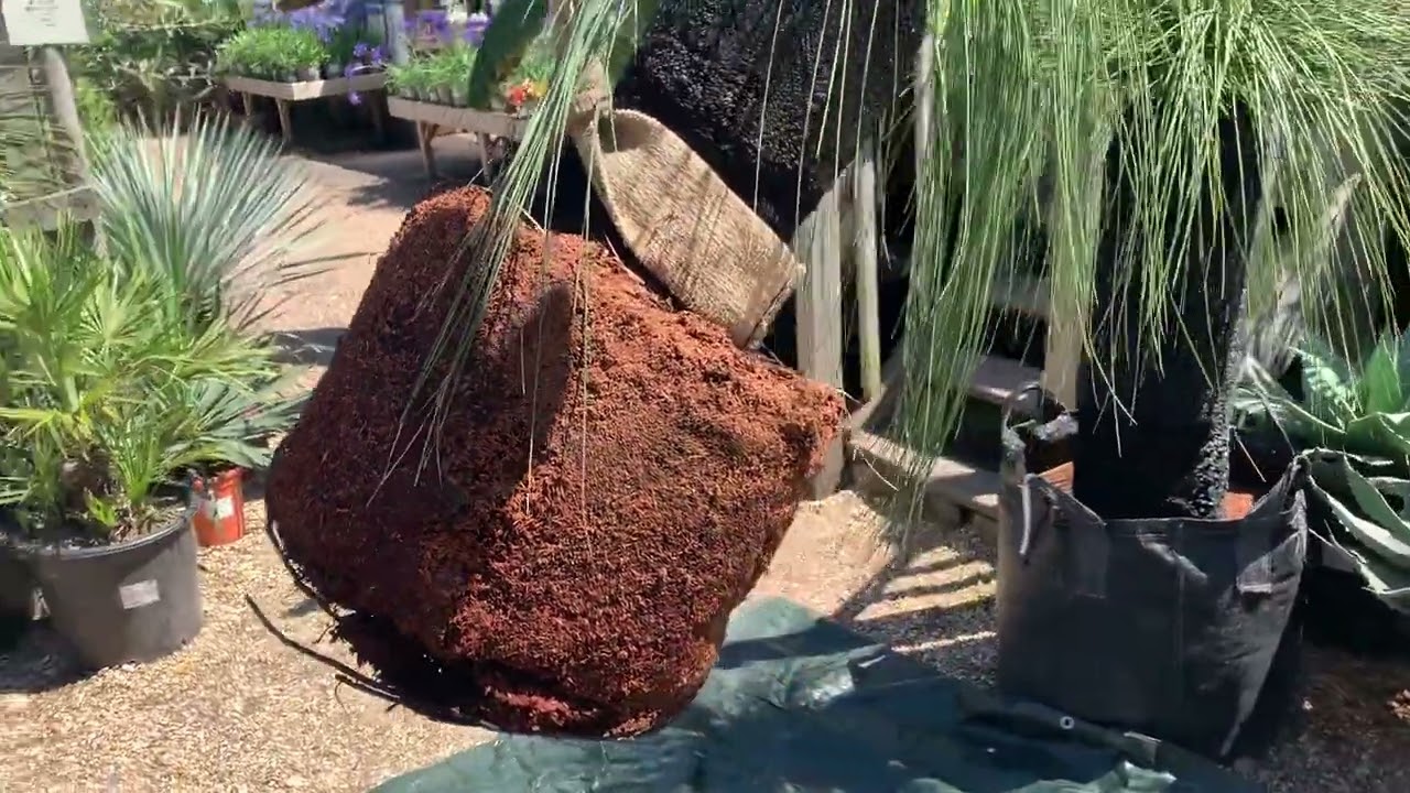 Potting up a Grass Tree - Xanthorrhoea preissii