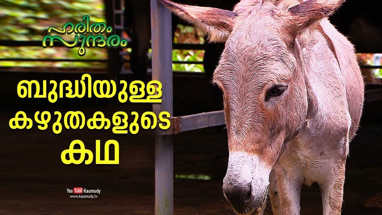 The Story of Intelligent Donkeys | Dolphin IBA Donkey Farm | Haritham Sundharam EP 250