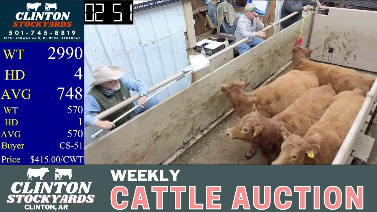 Roses Are Red, Cattle Sell True LIVE | Clinton Stockyards Auction | Feb 14, 2026