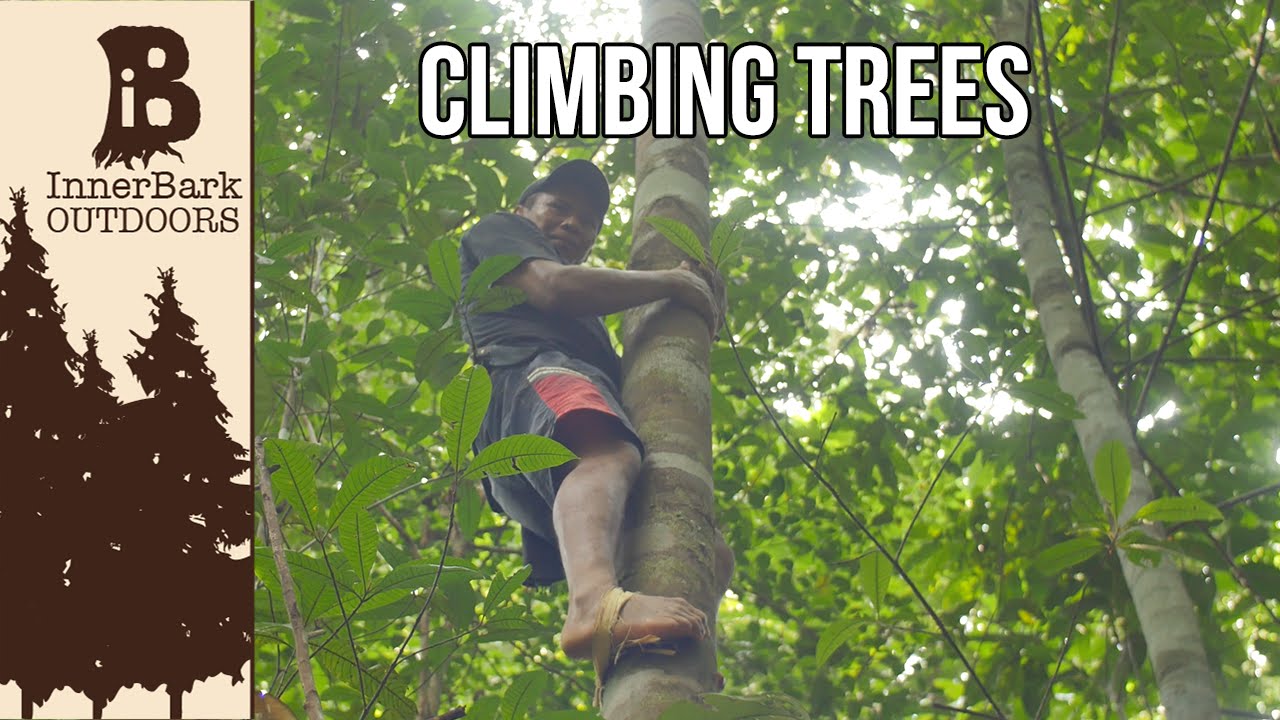Climbing Into The Rain Forest Canopy: Life In The Amazon Jungle