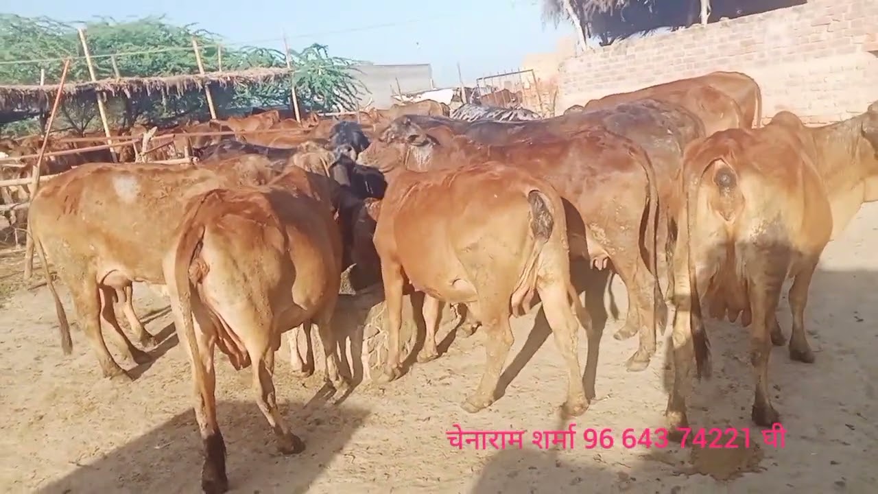 टॉप क्लास साहीवाल राठी गाय चेनाराम शर्मा 96 643 74221 घी भी देशी गाय मीलताह है