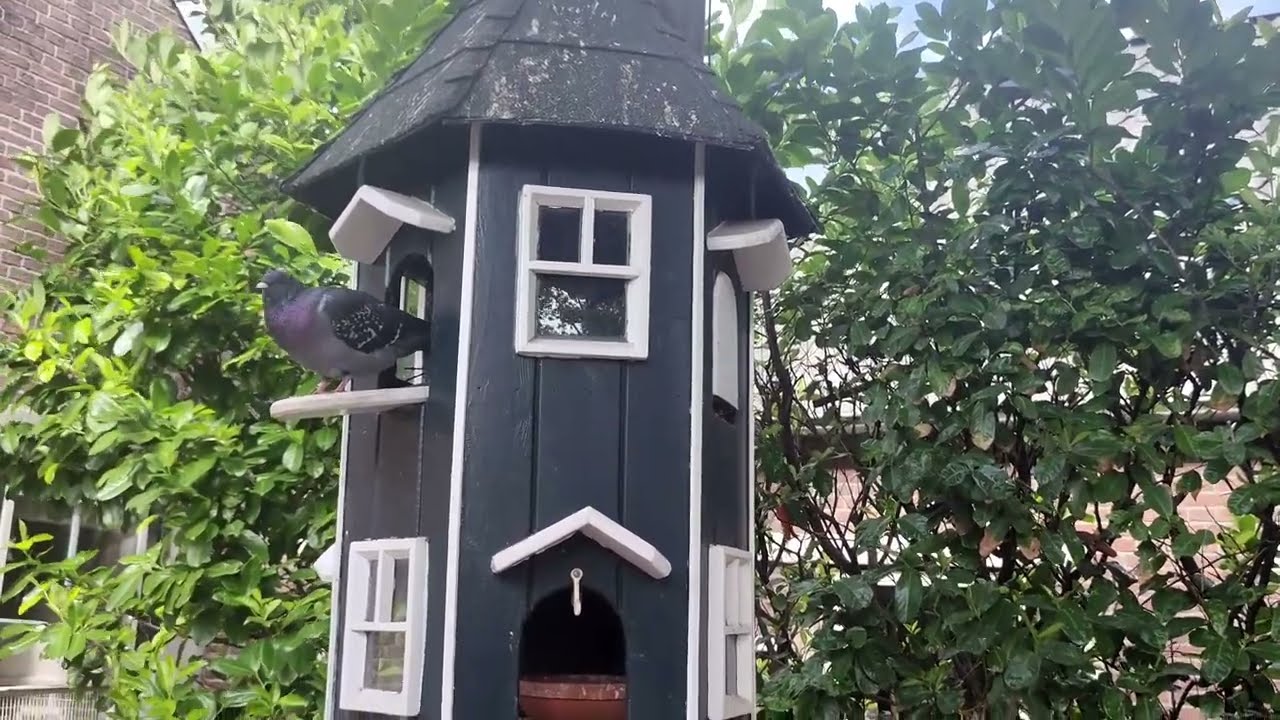 Doffer en duivin verhuizen naar de duiventil, en krijgen nog 1 x eitjes.