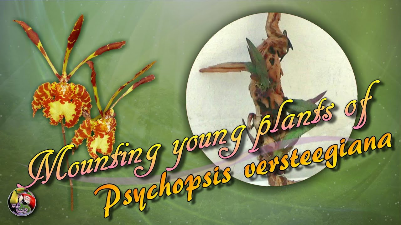 Mounting young plants of Psychopsis versteegiana   20/07/2021