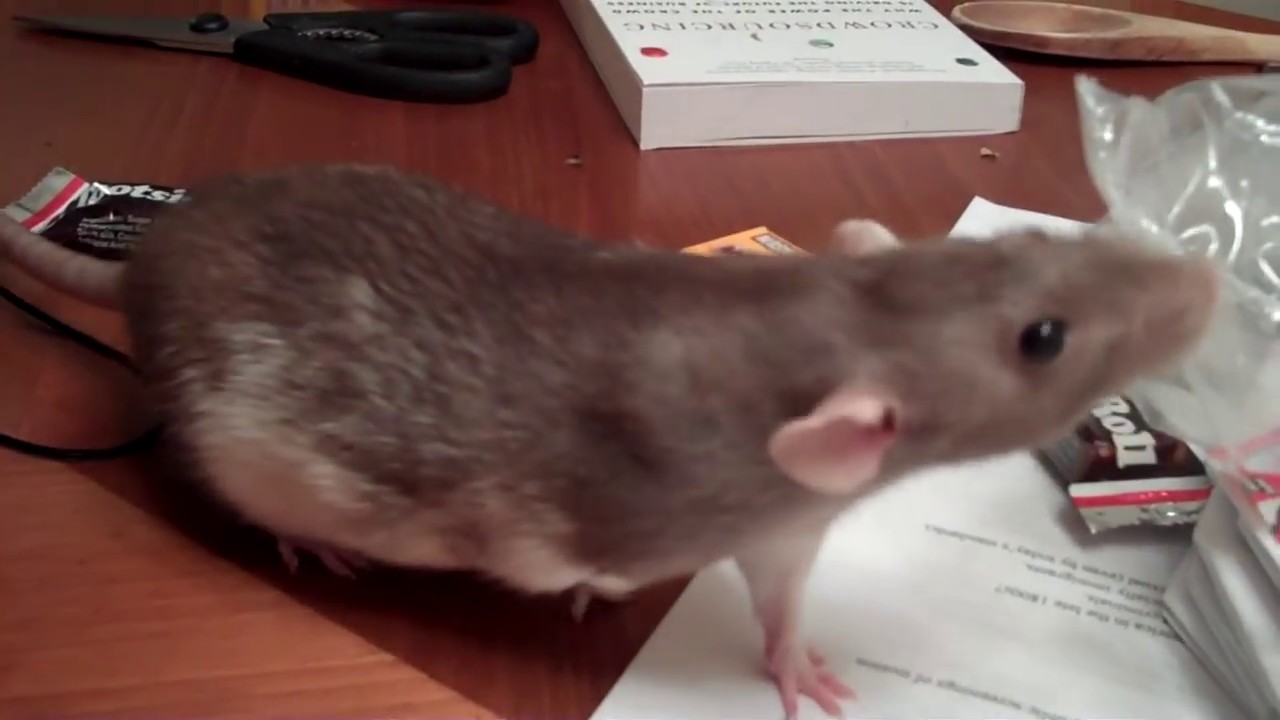 dumbo rat runs off with candy