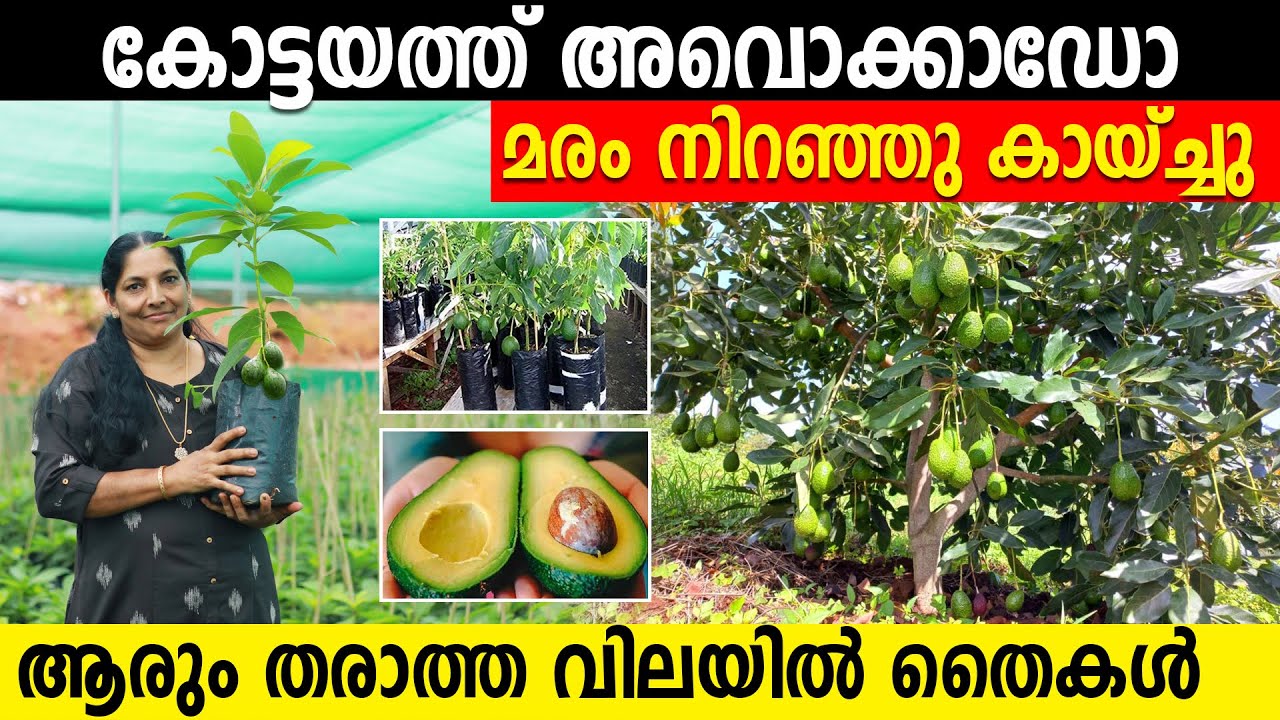 കോട്ടയത്ത് അവൊക്കാഡോ മരം നിറഞ്ഞു കായ്ച്ചു | ആരും തരാത്ത വിലയിൽ തൈകൾ | EXOTIC PLANTS
