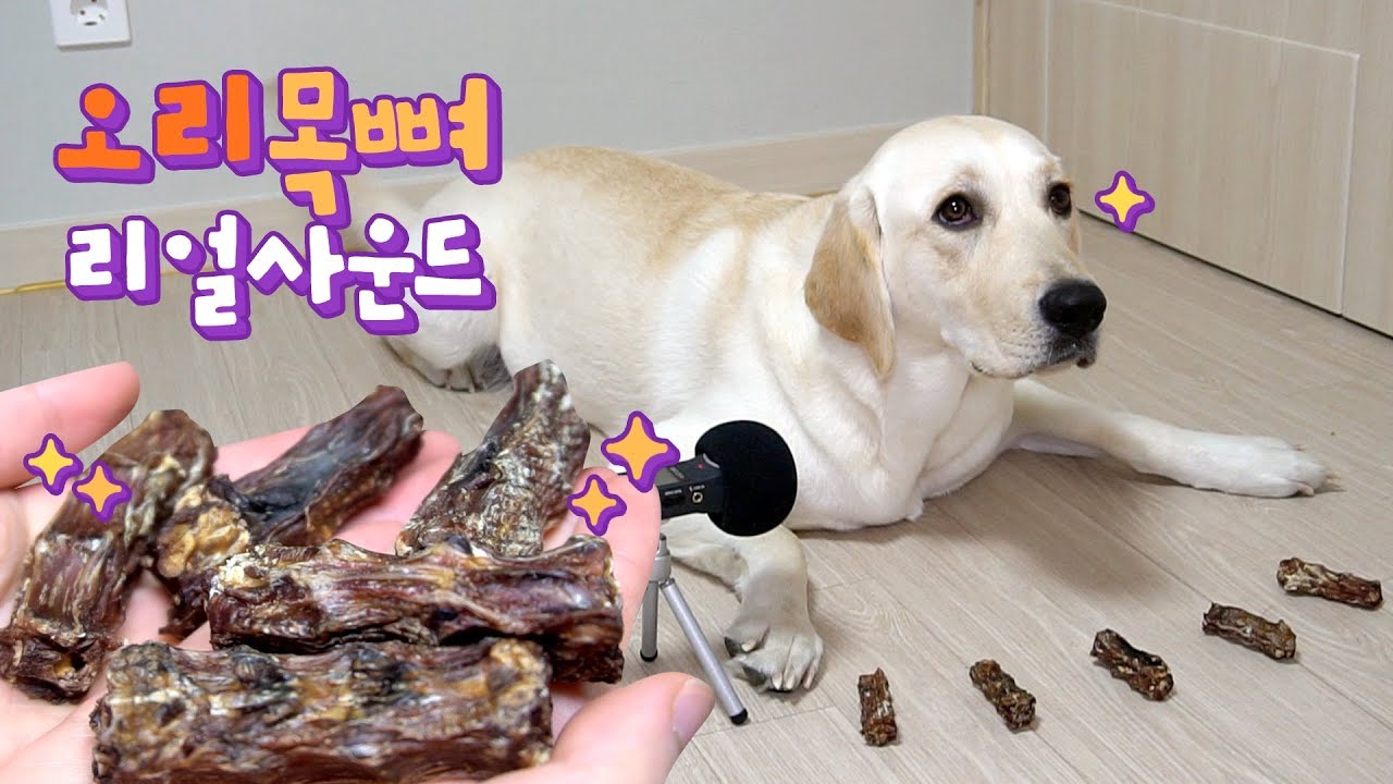 🐥 오리 목뼈 🐥  리얼사운드 ♪ 오독오독 수제간식 강아지 먹방 ｜ 🐥 Duck Neck 🐥 Bone Real-sound Dog Mukbang ASMR
