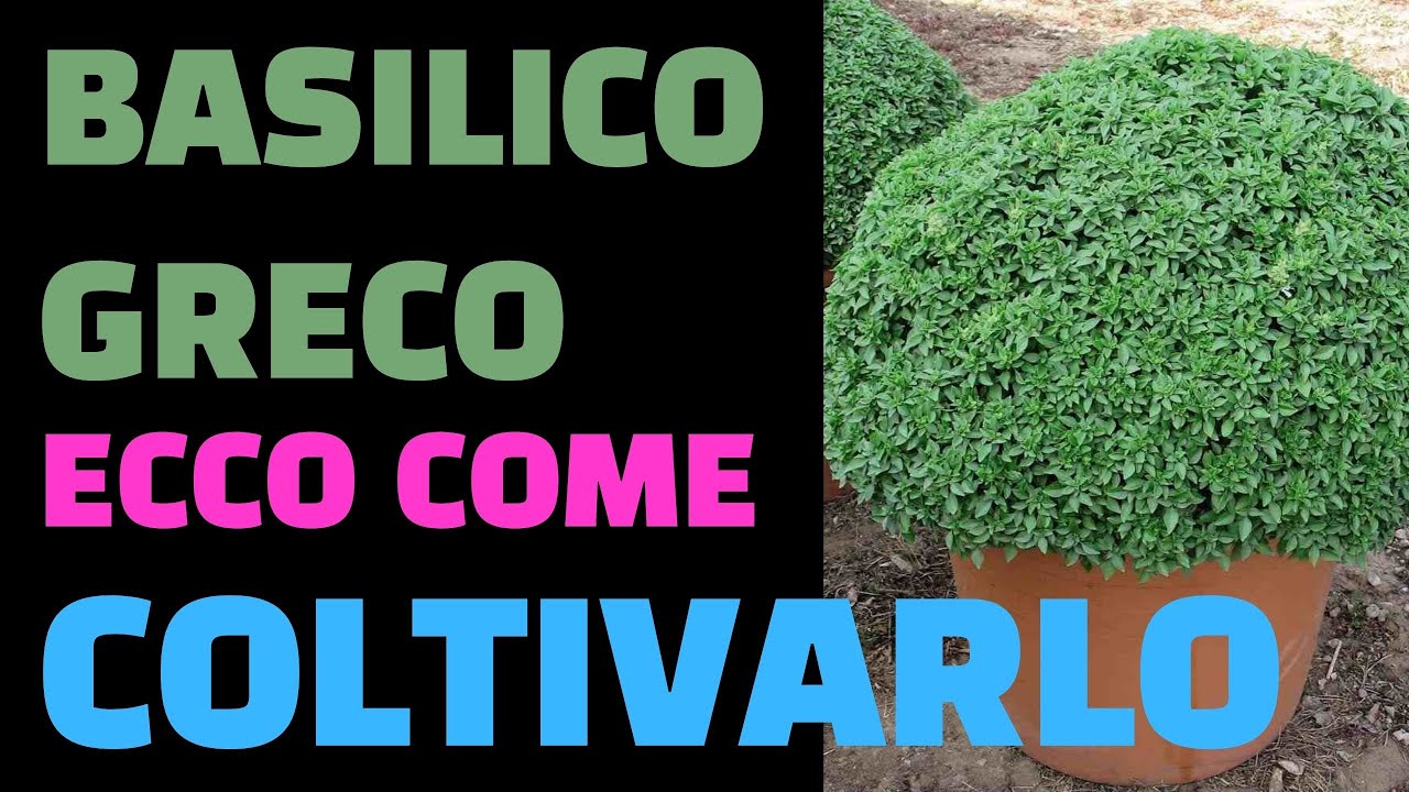 BASILICO GRECO ECCO COME COLTIVARLO!