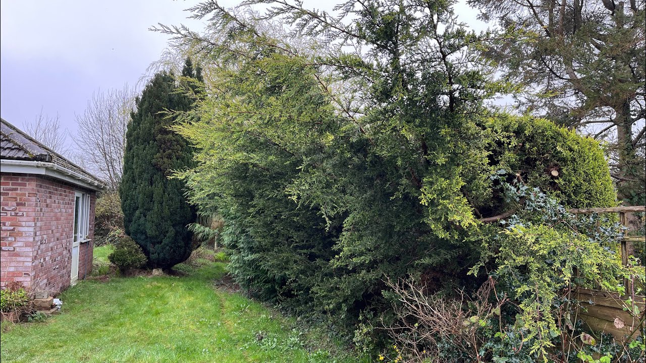 Homeowners Neighbour Wouldn’t let us Cut her side of this OVERGROWN Hedge!