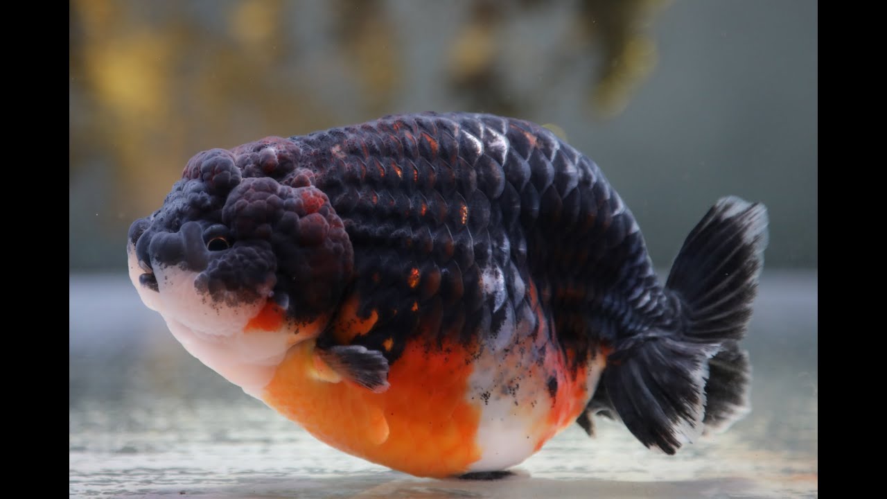 黒麒麟　14cm