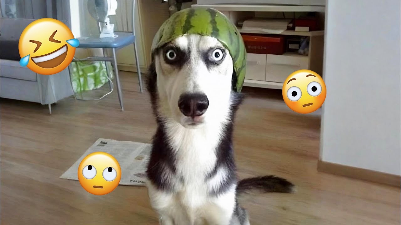 New FUNNY DOGS That Will Make You Die Laughing 🤣 Funny Animals Video 2026 #37