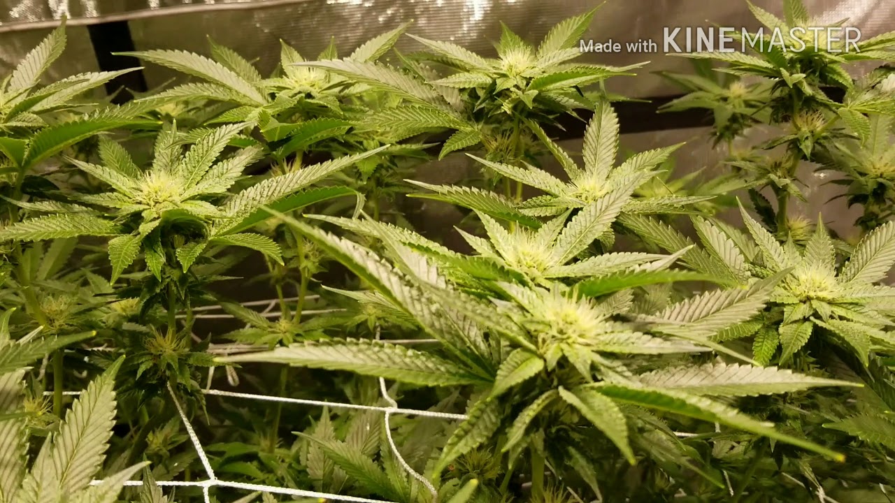 Gorilla Glue #4 & BTY OG *Day 21* Atami Bloombastic = Overnight frost!