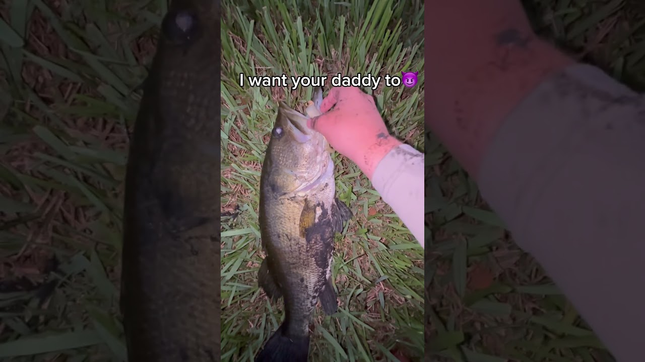 Allways #anakin #starwarsedits #whitebassrun #freshwaterfish #whitebass #bassfish #whiteseabass