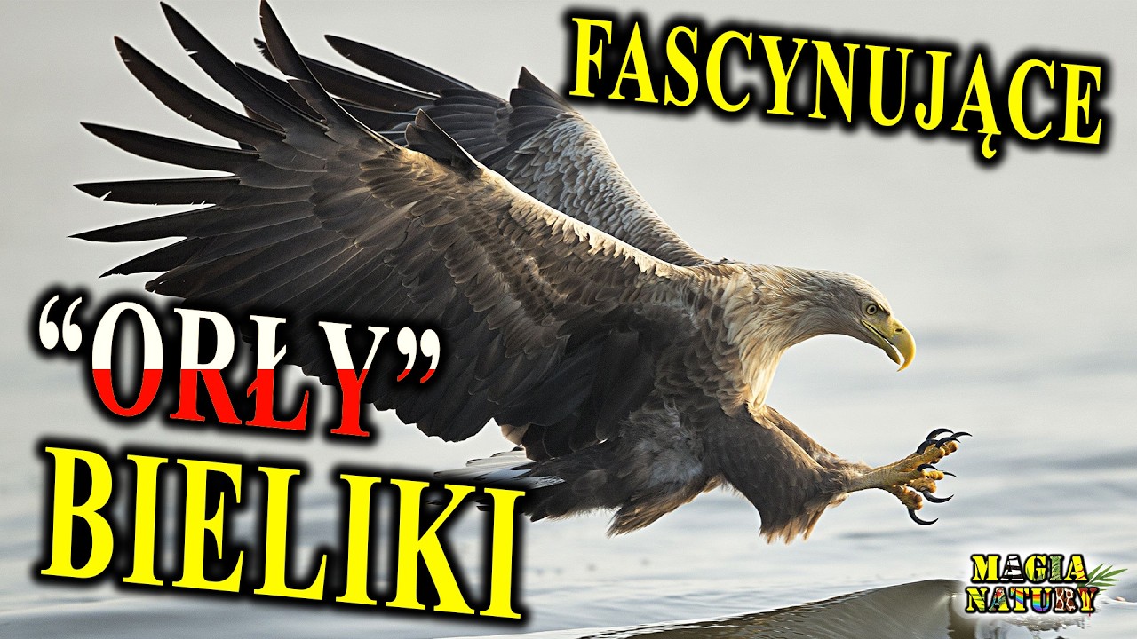 Orły Morskie - BIELIKI - Najpiękniejsze Ptaki Drapieżne Świata