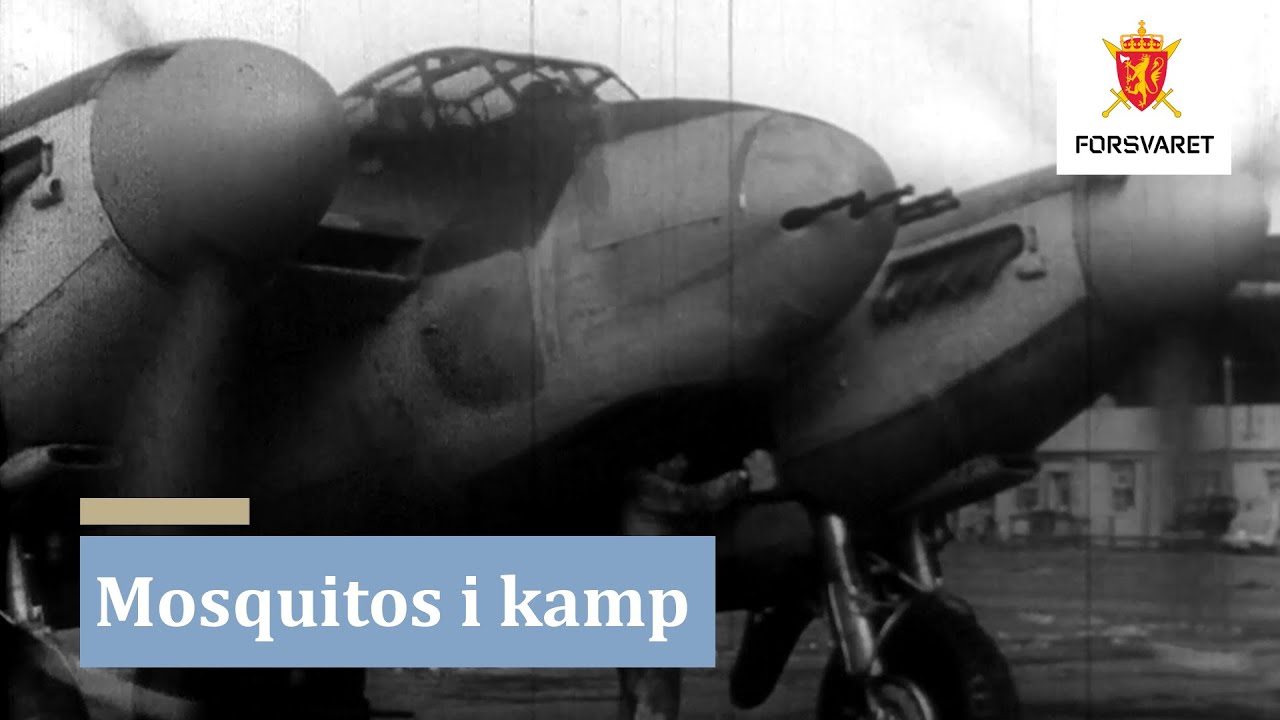 Mosquitos i kamp