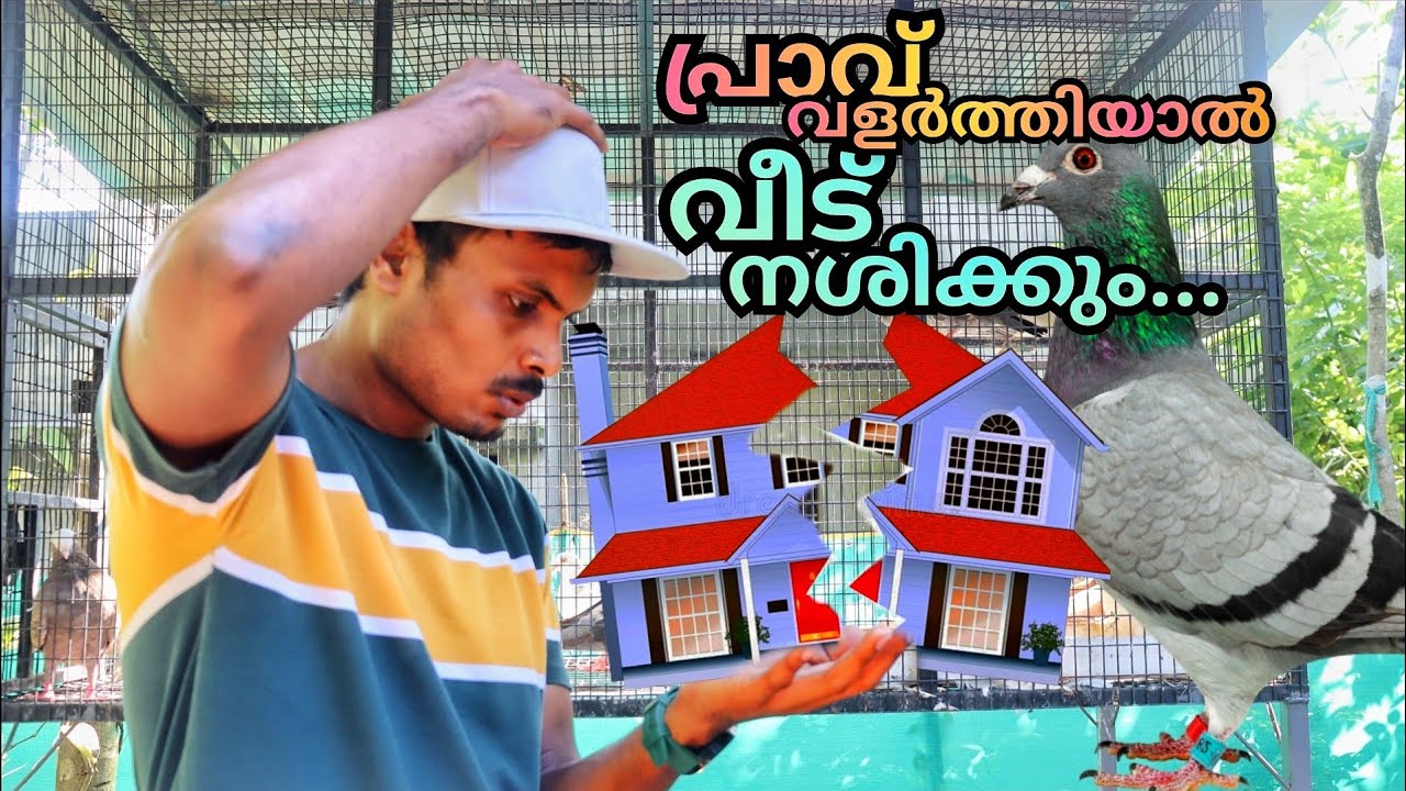 പ്രാവ് വളർത്തിയാൽ വീട് നശിക്കാൻ കാരണം എന്താണ്? 🙄 