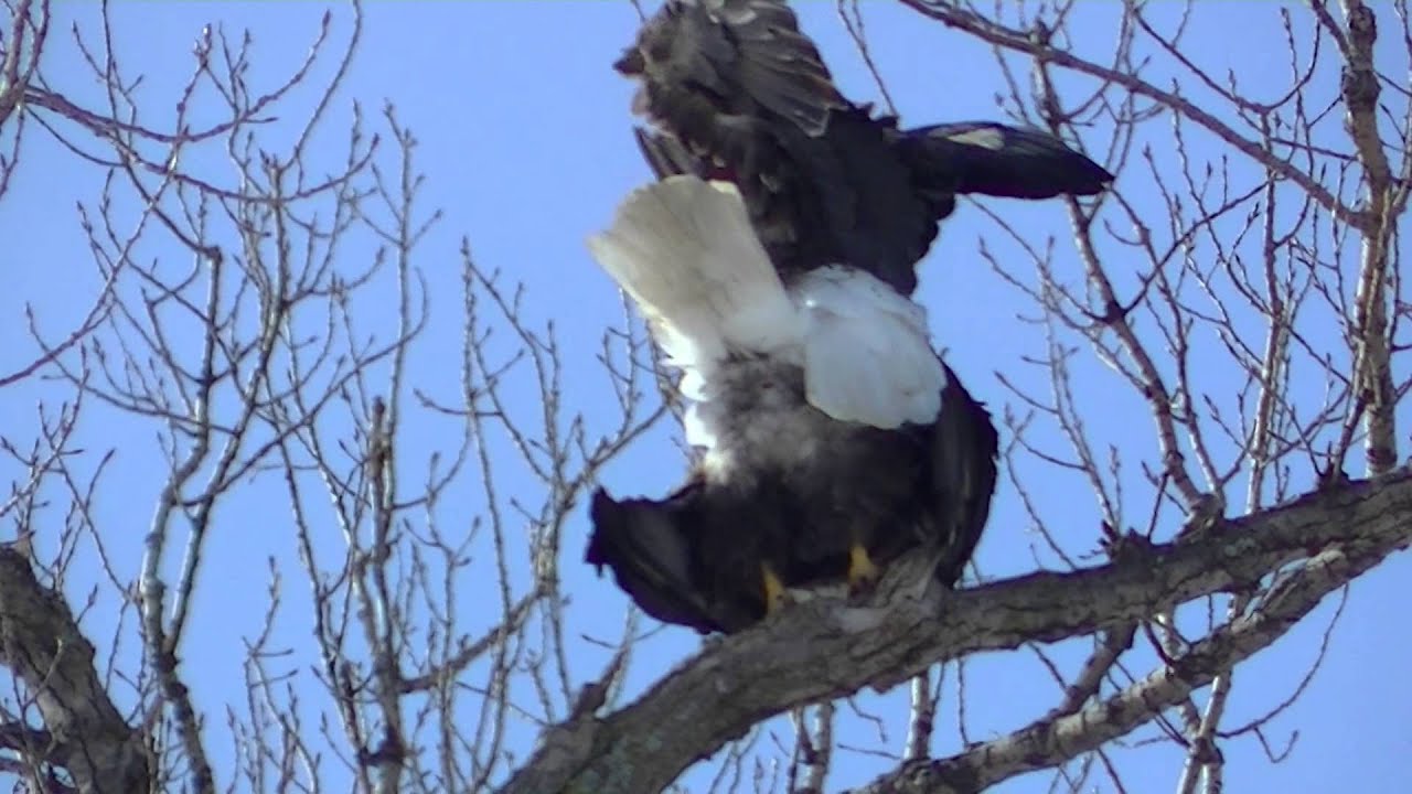 Bald Eagle Mating